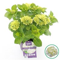 Hydrangea macr. Forever & Ever White, pot 23 cm, h 40 cm - afbeelding 6