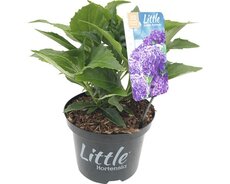 Hydrangea little purple hortensia, pot 15 cm, h 30 cm - afbeelding 1