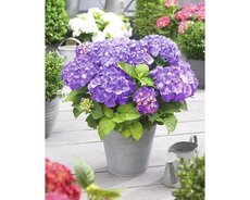 Hydrangea little purple hortensia, pot 15 cm, h 30 cm - afbeelding 2