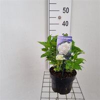 Hydrangea m. 'Mme E. Mouillère', pot 15 cm, h 60 cm