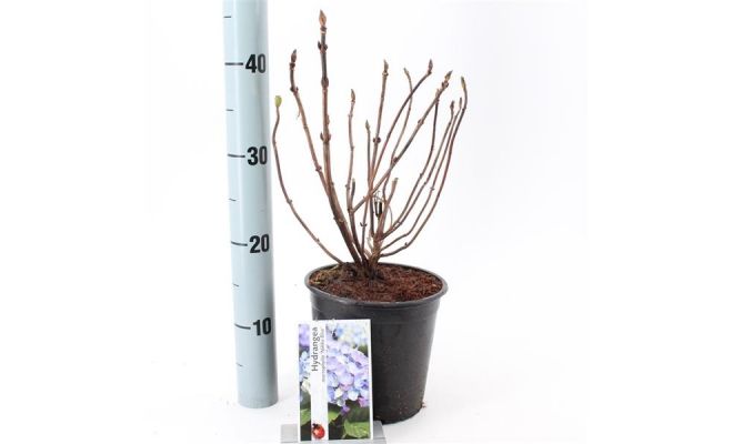 hydrangea nikko blue, pot 17 cm, h 20 cm
