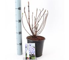 hydrangea nikko blue, pot 17 cm, h 20 cm