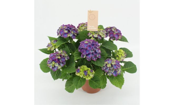 Hydrangea mac. 'Ningbo, pot 14 cm, h 40 cm