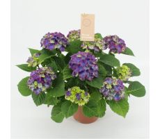 Hydrangea mac. 'Ningbo, pot 14 cm, h 40 cm