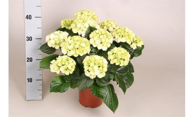 Hydrangea mac. 'Schneeball, pot 14 cm, h 40 cm