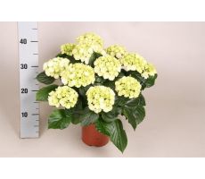 Hydrangea mac. 'Schneeball, pot 14 cm, h 40 cm