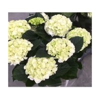 Grote Hortensia,hydrangea macr 'bright white, pot 17 cm, h 40 cm
