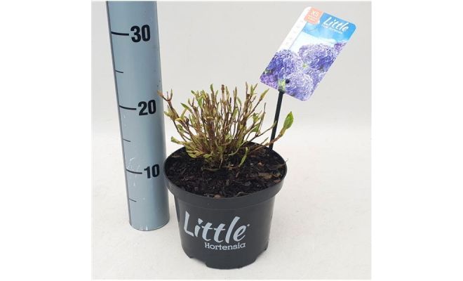 Hydrangea macr. Little Blue, pot 17 cm, h 20 cm - afbeelding 1