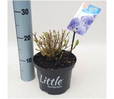 Hydrangea macr. Little Blue, pot 17 cm, h 20 cm - afbeelding 1