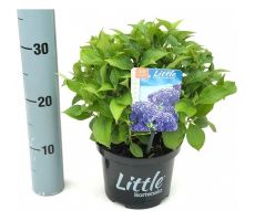Hydrangea macr. Little Blue, pot 17 cm, h 20 cm - afbeelding 2