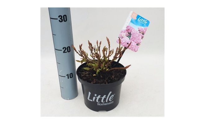 Hydrangea macr. Little Pink, pot 17 cm, h 20 cm - afbeelding 1