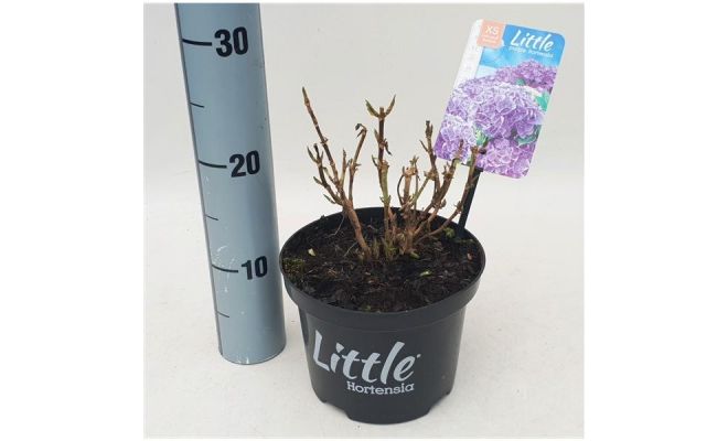 Hydrangea macr. Little Purple, pot 17 cm, h 20 cm - afbeelding 1