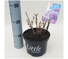 Hydrangea macr. Little Purple, pot 17 cm, h 20 cm - afbeelding 1