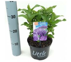 Hydrangea macr. Little Purple, pot 17 cm, h 20 cm - afbeelding 2