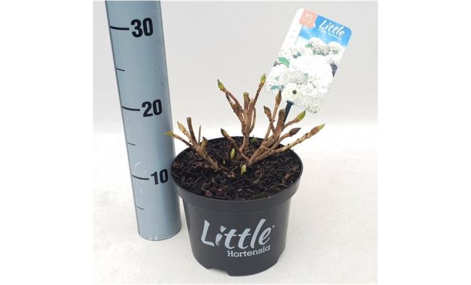 Hydrangea macr. Little White, pot 17 cm, h 20 cm - afbeelding 1