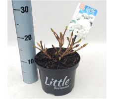 Hydrangea macr. Little White, pot 17 cm, h 20 cm - afbeelding 1