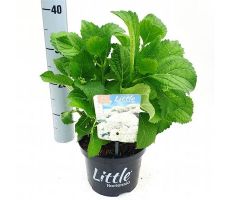 Hydrangea macr. Little White, pot 17 cm, h 20 cm - afbeelding 2