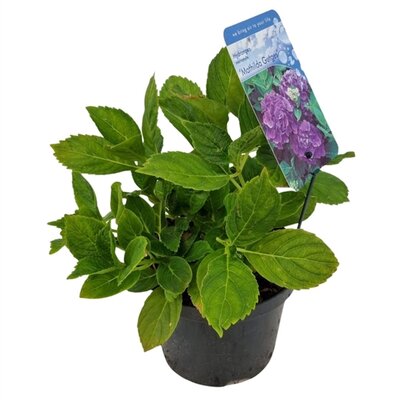 hydrangea macr. mathilde gutges, pot 17 cm, h 20 cm