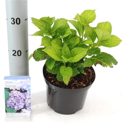 Grote Hortensia,hydrangea macrophylla bodensee, p17 h 25 cm