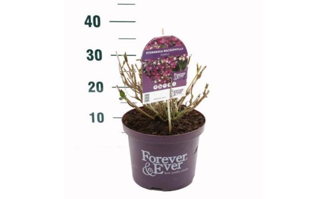 Hydrangea macr. Forever & Ever Purple, pot 23 cm, h 40 cm - afbeelding 1