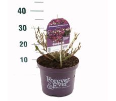 Hydrangea macr. Forever & Ever Purple, pot 23 cm, h 40 cm - afbeelding 1