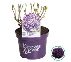 Hydrangea macr. Forever & Ever Purple, pot 23 cm, h 40 cm - afbeelding 2