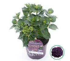 Hydrangea macr. Forever & Ever Purple, pot 23 cm, h 40 cm - afbeelding 4