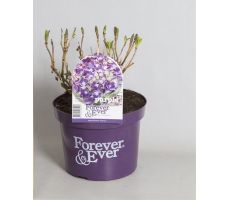Hydrangea macr. Forever & Ever Purple, pot 23 cm, h 40 cm - afbeelding 3