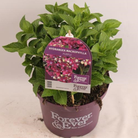 Hydrangea macr. Forever & Ever Purple, pot 23 cm, h 40 cm - afbeelding 5