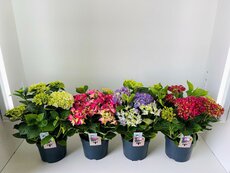 Hydrangea macrophylla mix, pot 23 cm, h 45 cm