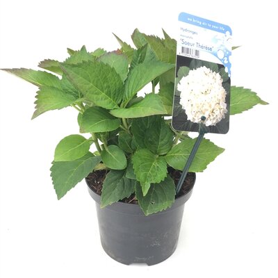 Hydrangea macrophylla 'Soeur Therese' (blauw), pot 17 cm, h 25 cm