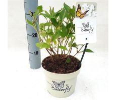 Hydrangea pan. 'Butterfly'®, pot 17 cm, h 25 cm - afbeelding 2