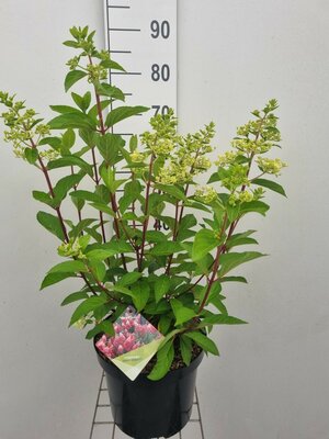 Hydrangea pan. 'Pinky Winky', pot 19 cm, h 60 cm