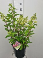 Hydrangea pan. 'Pinky Winky', pot 19 cm, h 60 cm