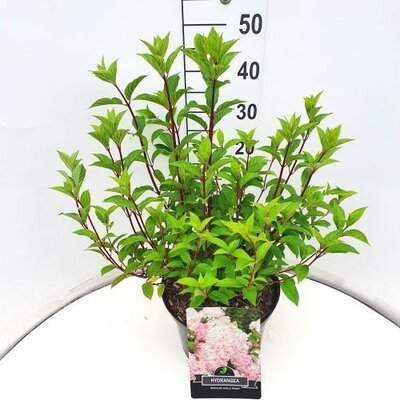 Hydrangea pan. Vanille-Fraise, pot 17 cm, h 60 cm