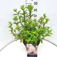 Hydrangea pan. Vanille-Fraise, pot 17 cm, h 60 cm