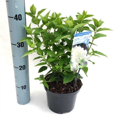 Hydrangea paniculata Limelight, pot 17 cm, h 30 cm