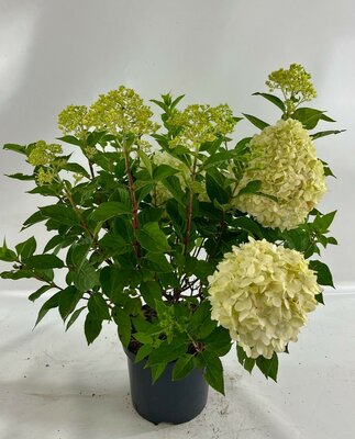 Hydrangea paniculata 'Limelight', pot 19 cm, h 50 cm