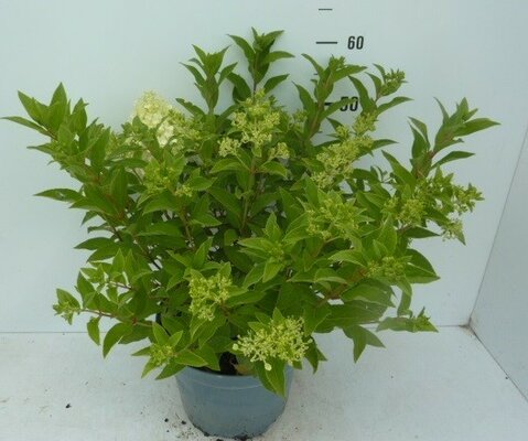 Hydrangea paniculata Mix p23 h45