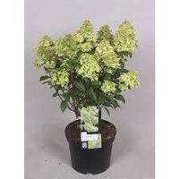 Hydrangea paniculata Mix, pot 23, h 40cm