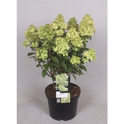 Hydrangea paniculata mix, pot 26 cm, h 70 cm