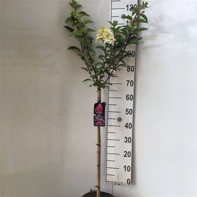 Hydrangea paniculata vanille-fraise, op stam, pot 22 cm, h 120 cm - afbeelding 1