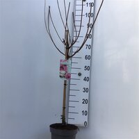 Hydrangea paniculata vanille-fraise, op stam, pot 22 cm, h 120 cm - afbeelding 2