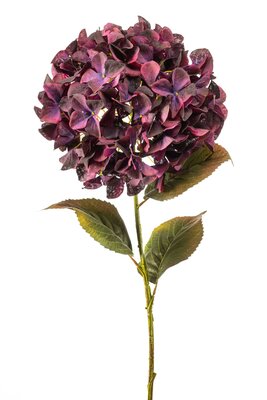Hydrangeasteel, 90 cm, bordeaux