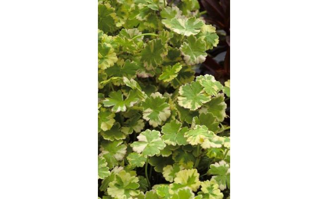 Hydrocotyle sib.'Variegata' P18 - afbeelding 1