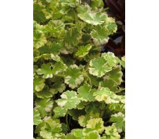 Hydrocotyle sib.'Variegata' P18 - afbeelding 2