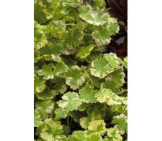 Hydrocotyle sib.'Variegata' P18 - afbeelding 1