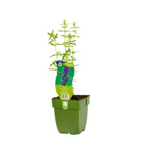 Hyssopus officinalis P11 - afbeelding 1