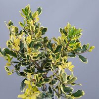 Ilex altaclerensis Golden King, p 17, h 50 cm - afbeelding 2