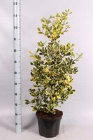 Ilex altaclerensis Golden King, p 17, h 50 cm - afbeelding 1